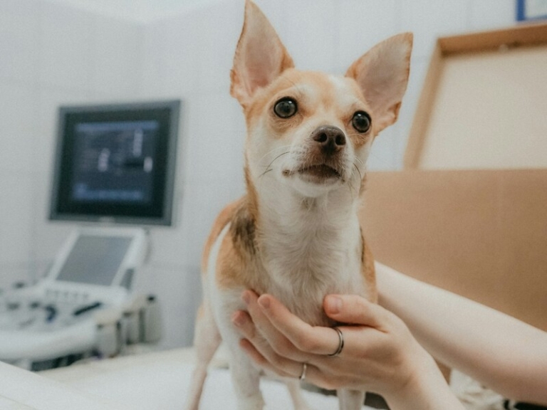 Foreign veterinarian examining a dog during a consultation, illustrating hiring a foreign veterinarian in Singapore