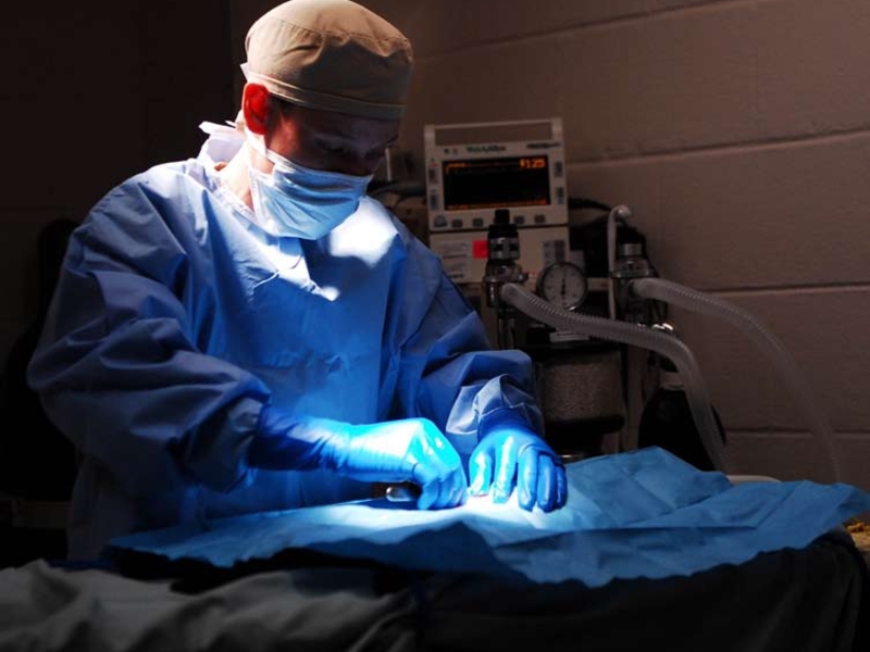 Hiring a foreign veterinarian in Singapore, veterinary clinic operating room