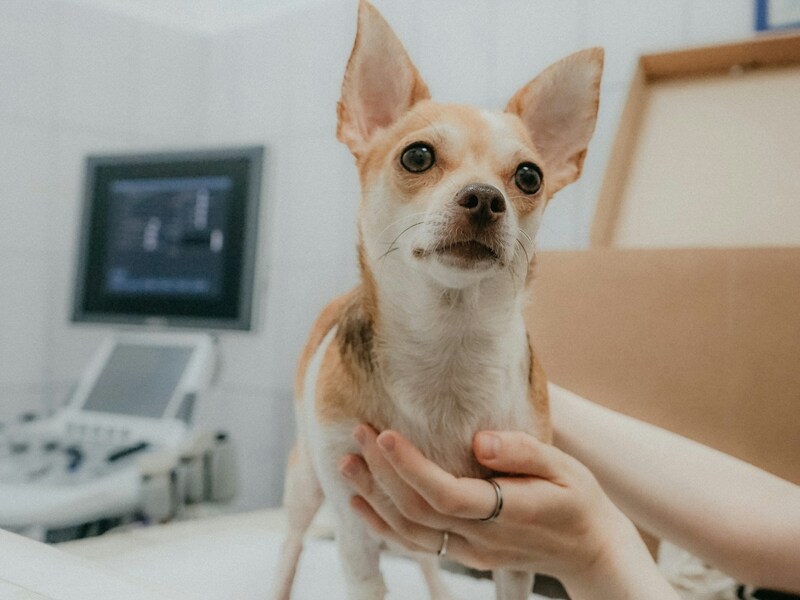 Foreign veterinarian examining a dog during a consultation, illustrating hiring a foreign veterinarian in Singapore