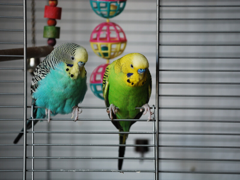 Pet budgerigars in a cage, an example of importing exotic pets to Singapore under AVS rules