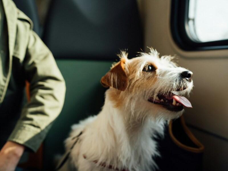Relocating with a pet to Singapore in a travel crate at the airport