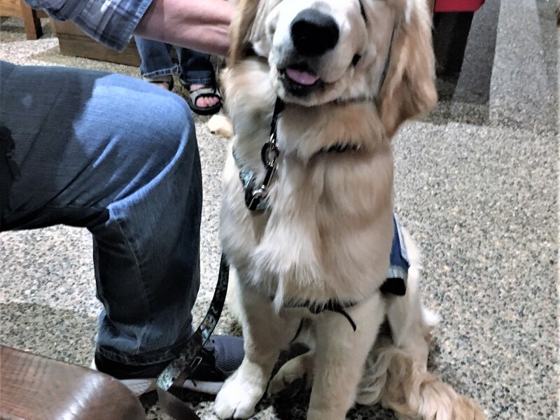 Assistance dog in training vest, relevant to relocating with assistance dogs in Singapore